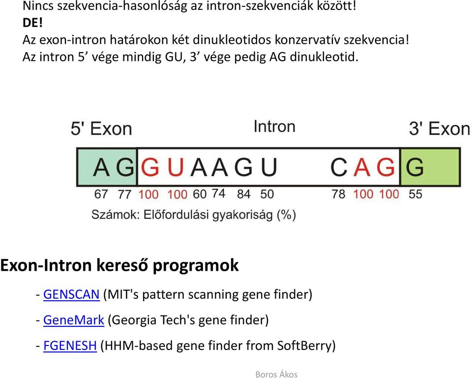 Az intron5 vége mindig GU, 3 vége pedig AG dinukleotid.