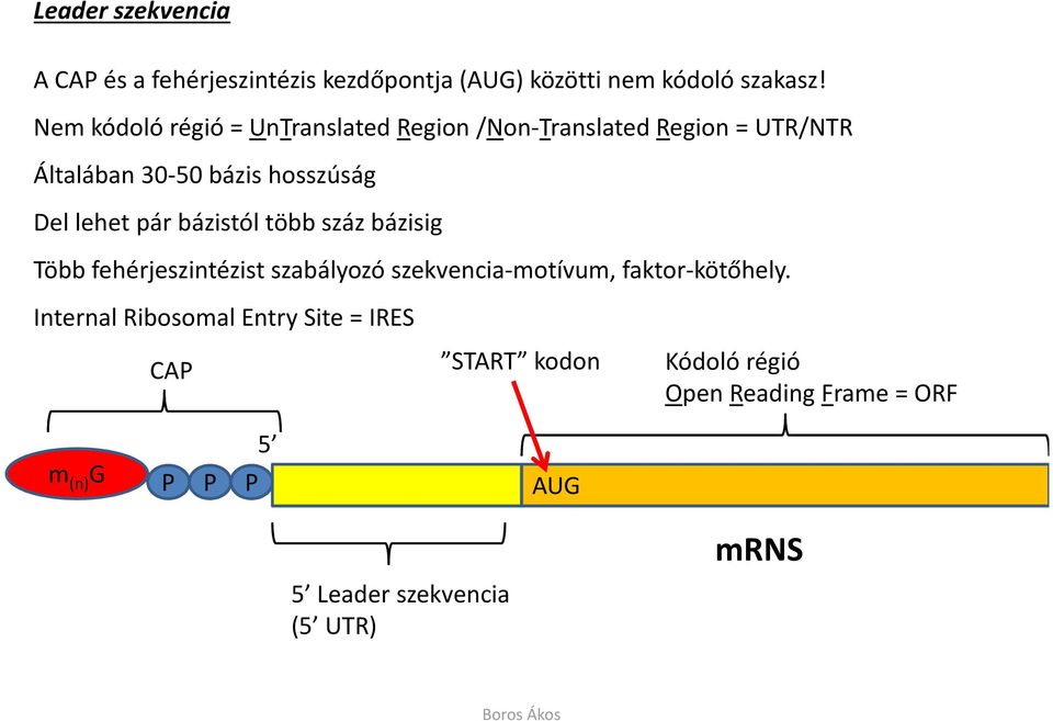 lehet pár bázistól több száz bázisig Több fehérjeszintézist szabályozó szekvencia-motívum, faktor-kötőhely.
