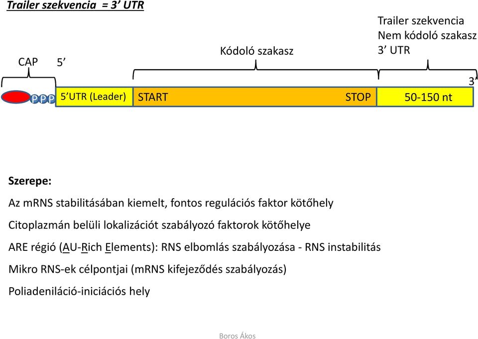 Citoplazmán belüli lokalizációt szabályozó faktorok kötőhelye ARE régió (AU-Rich Elements): RNS elbomlás