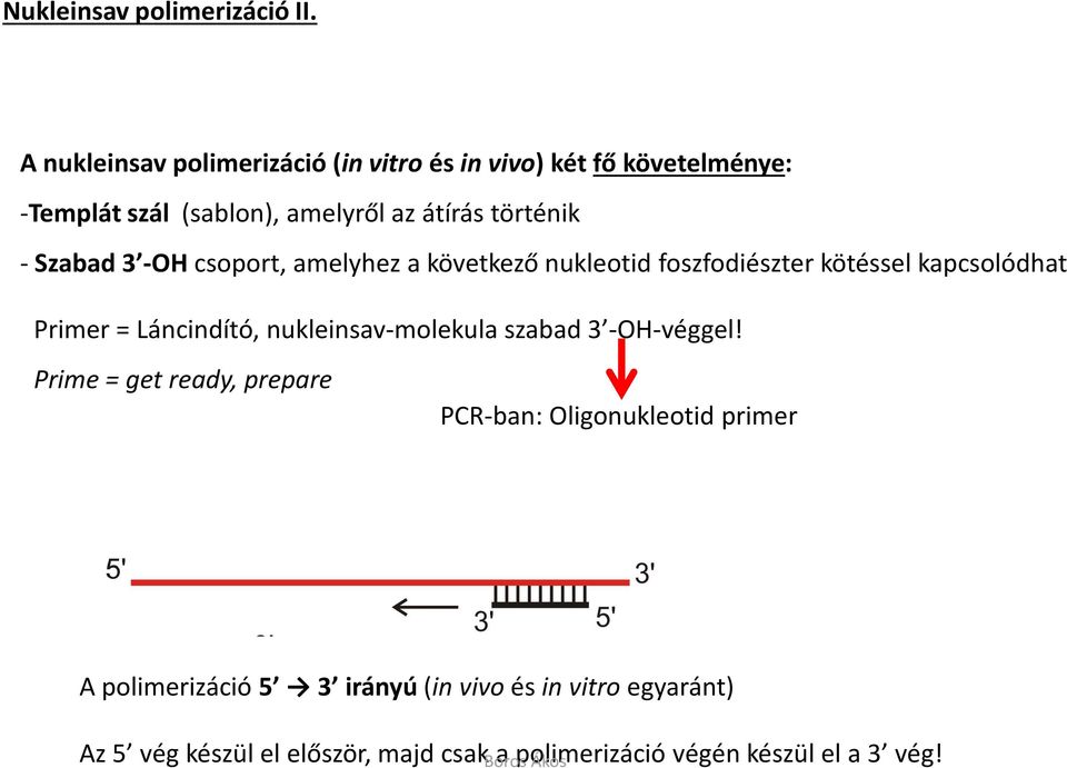 Szabad 3 -OH csoport, amelyhez a következő nukleotid foszfodiészter kötéssel kapcsolódhat Primer = Láncindító,