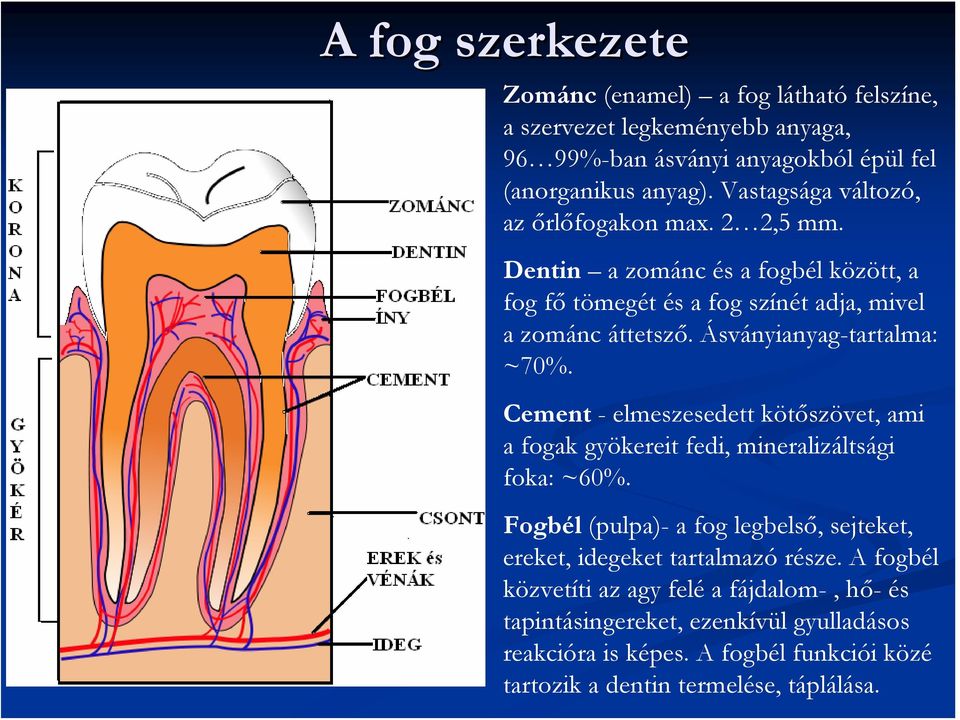 Ásványianyag-tartalma: ~70%. Cement - elmeszesedett kötőszövet, ami a fogak gyökereit fedi, mineralizáltsági foka: ~60%.