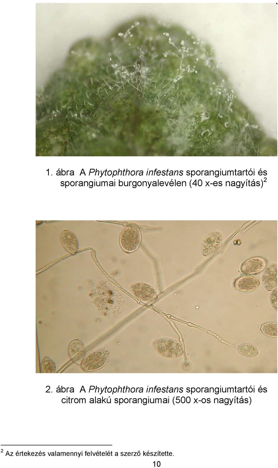ábra A Phytophthora infestans sporangiumtartói és citrom alakú