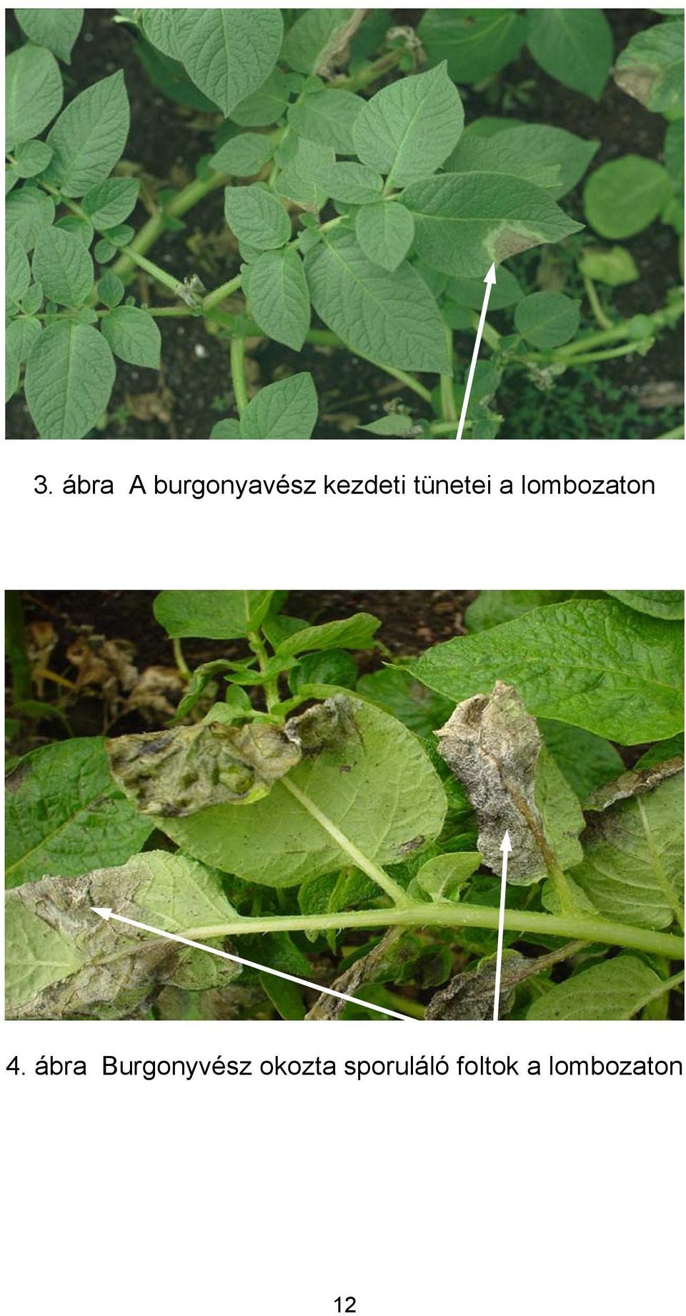 lombozaton 4.