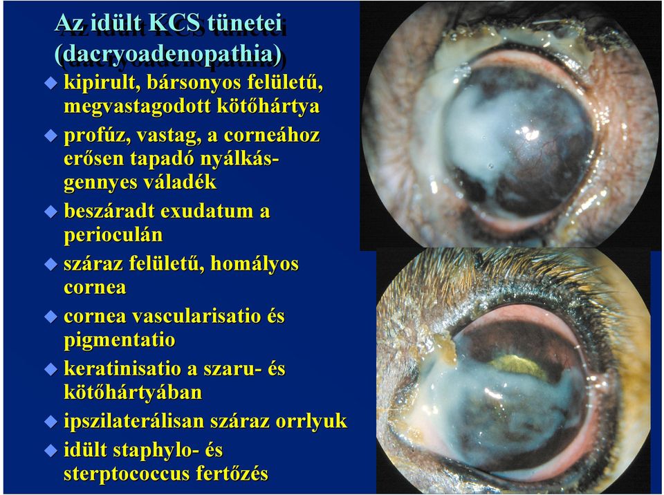 exudatum a perioculán száraz felület letű,, homályos cornea cornea vascularisatio és pigmentatio