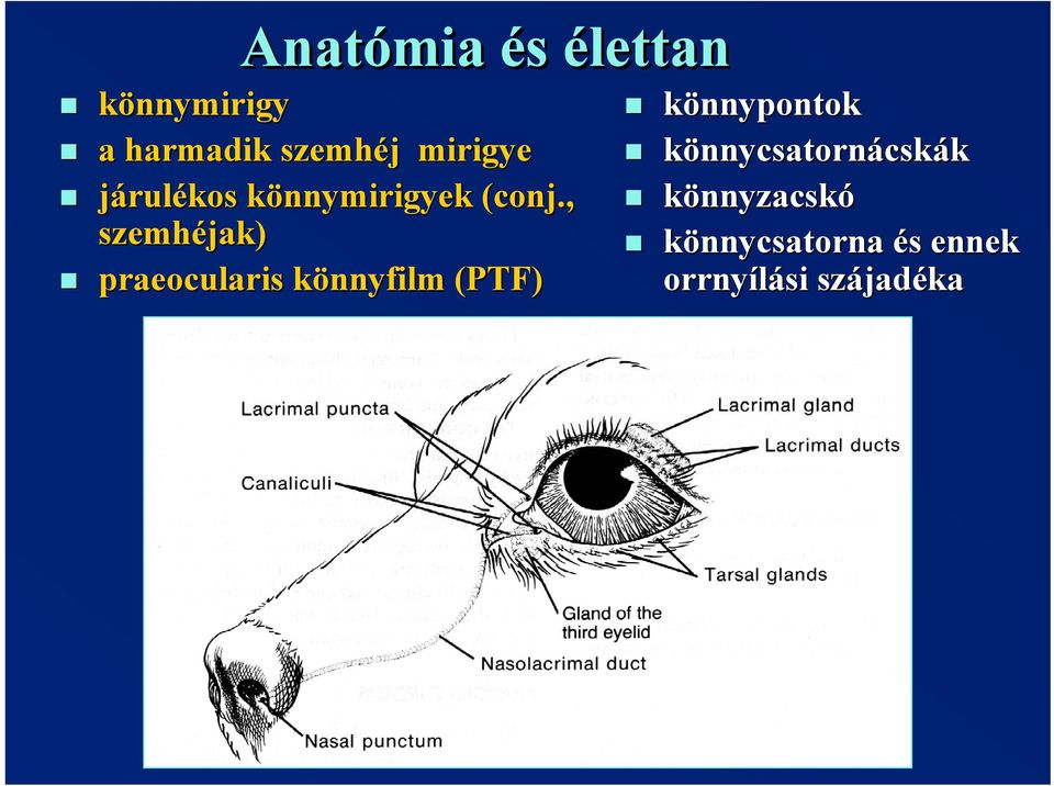 , szemhéjak) praeocularis könnyfilm k (PTF) könnypontok