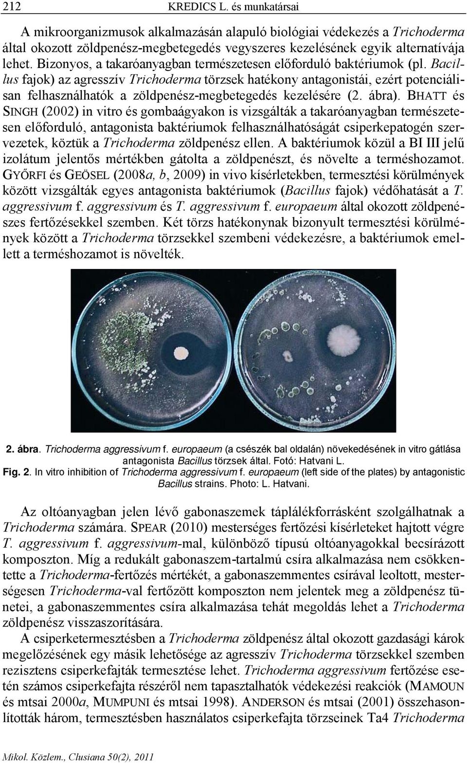 Bacillus fajok) az agresszív Trichoderma törzsek hatékony antagonistái, ezért potenciálisan felhasználhatók a zöldpenész-megbetegedés kezelésére (2. ábra).