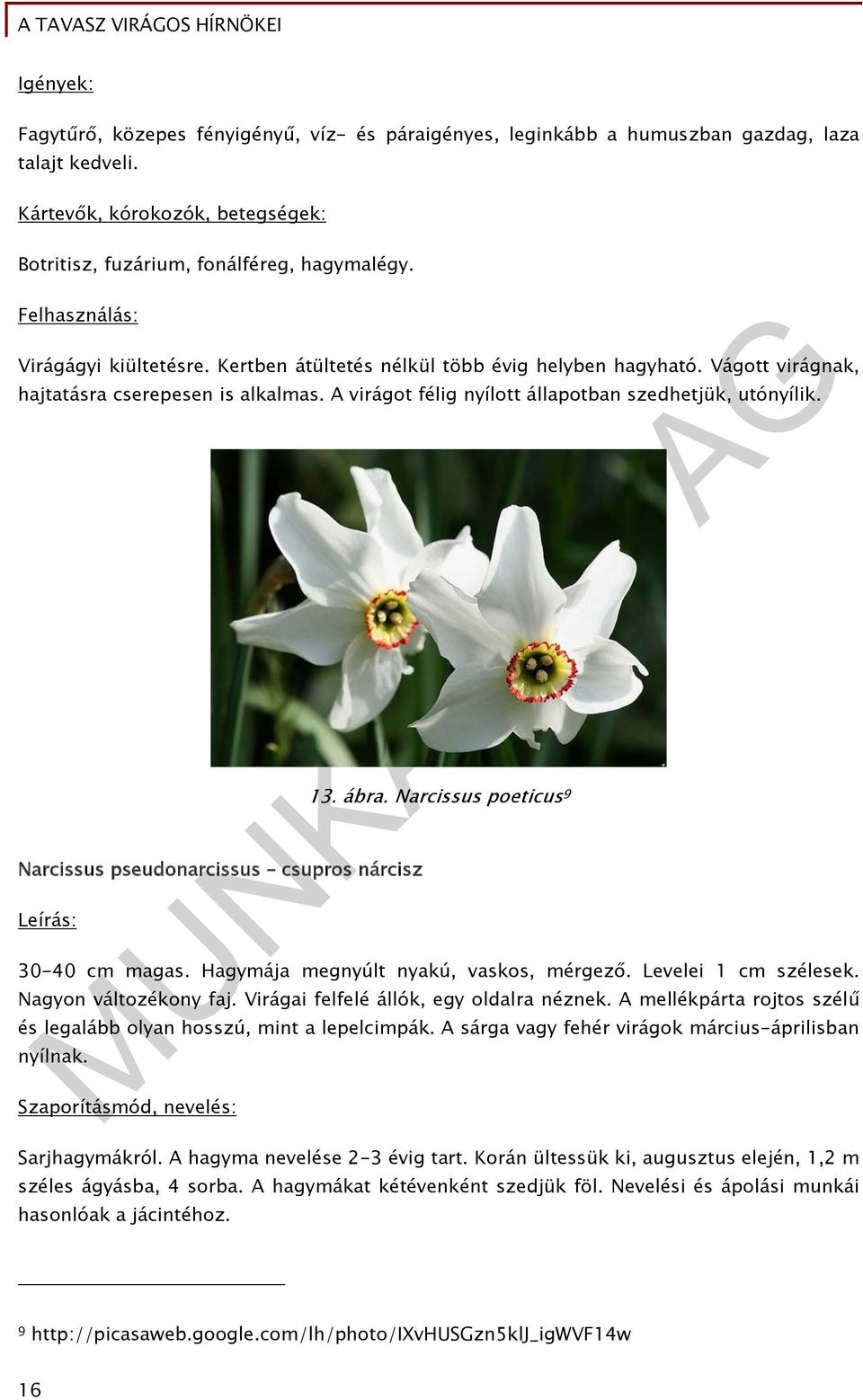 Narcissus pseudonarcissus csupros nárcisz Leírás: 13. ábra. Narcissus poeticus 9 30-40 cm magas. Hagymája megnyúlt nyakú, vaskos, mérgező. Levelei 1 cm szélesek. Nagyon változékony faj.