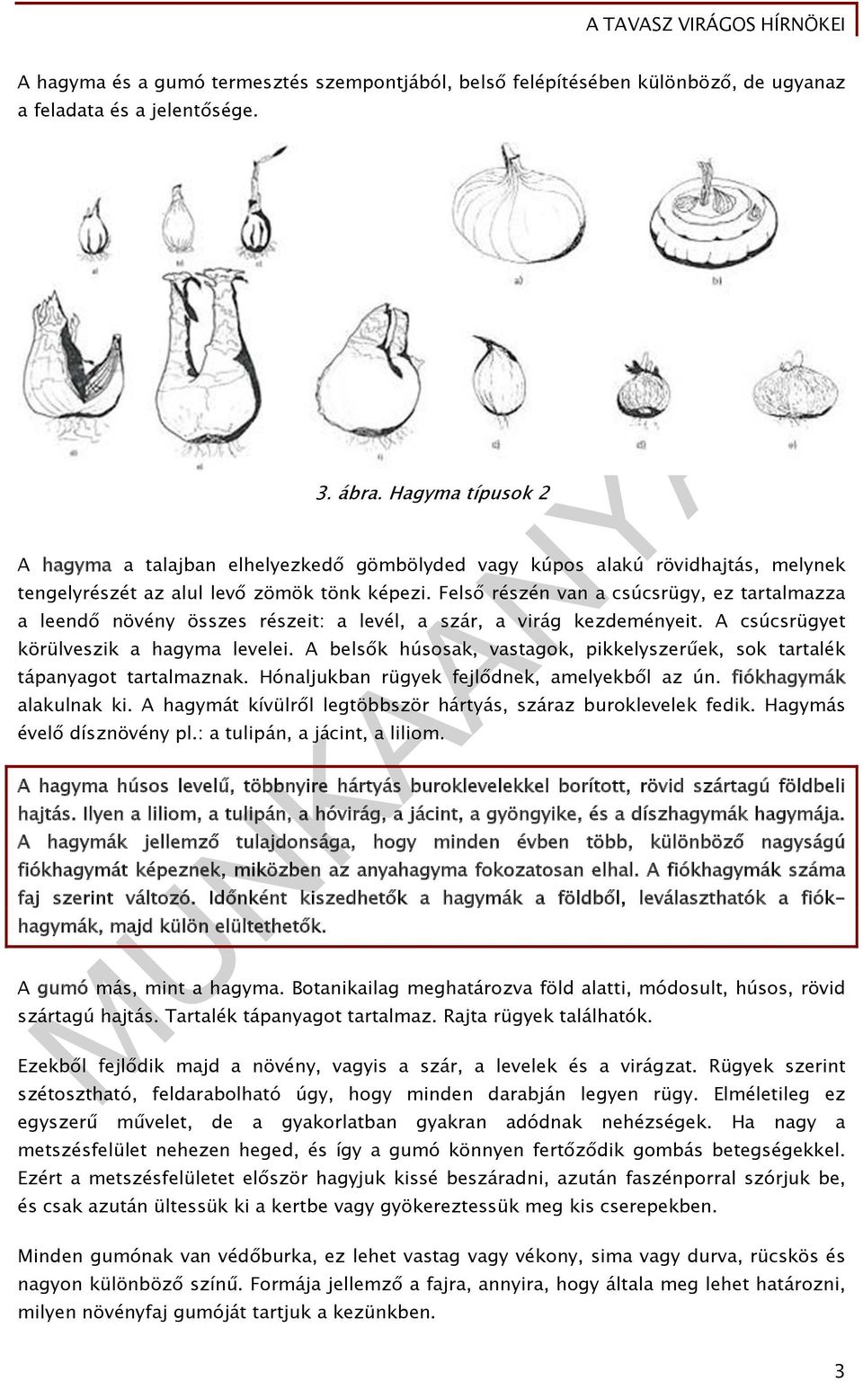 Felső részén van a csúcsrügy, ez tartalmazza a leendő növény összes részeit: a levél, a szár, a virág kezdeményeit. A csúcsrügyet körülveszik a hagyma levelei.