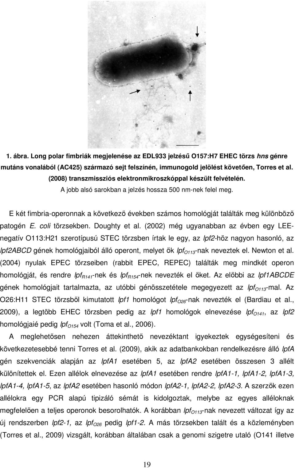 E két fimbria-operonnak a következő években számos homológját találták meg különböző patogén E. coli törzsekben. Doughty et al.