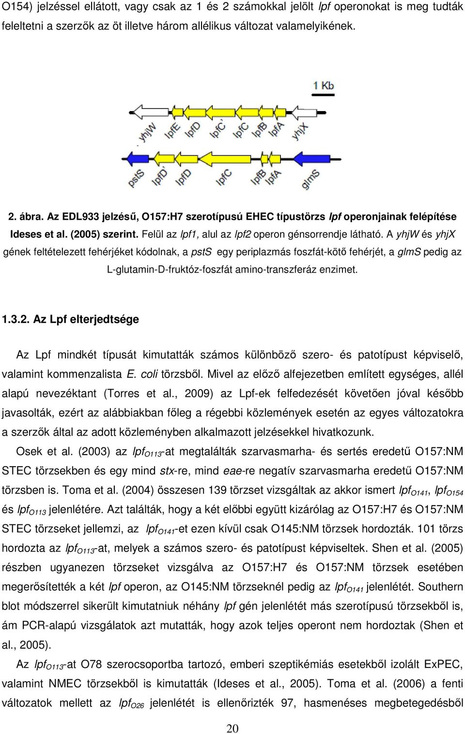 A yhjw és yhjx gének feltételezett fehérjéket kódolnak, a psts egy periplazmás foszfát-kötő fehérjét, a glms pedig az L-glutamin-D-fruktóz-foszfát amino-transzferáz enzimet. 1.3.2.