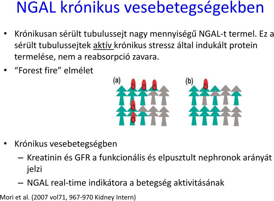 Forest fire elmélet Krónikus vesebetegségben Kreatinin és GFR a funkcionális és elpusztult nephronok