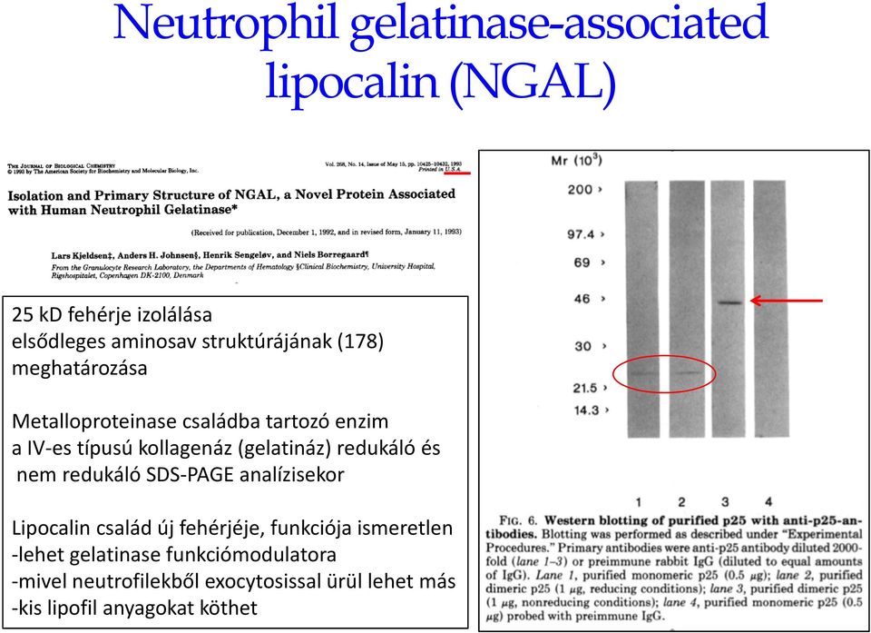 típusú kollagenáz(gelatináz) redukáló és nem redukáló SDS-PAGE analízisekor Lipocalin család új