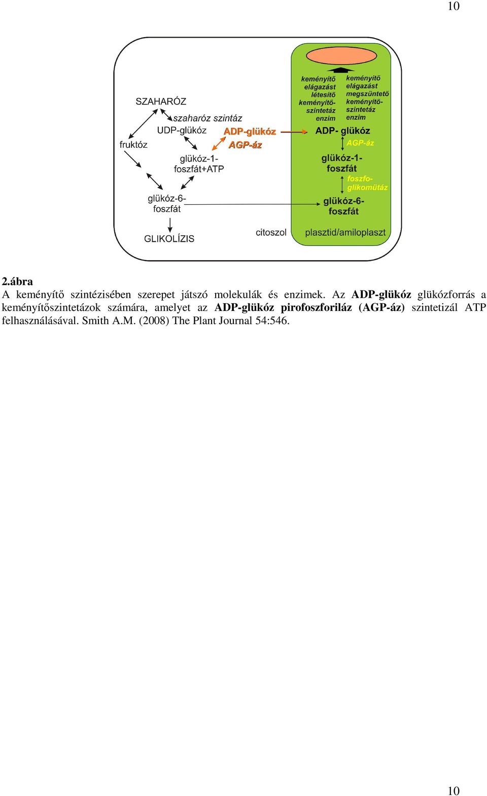 Az ADP-glükóz glükózforrás a keményítőszintetázok számára,