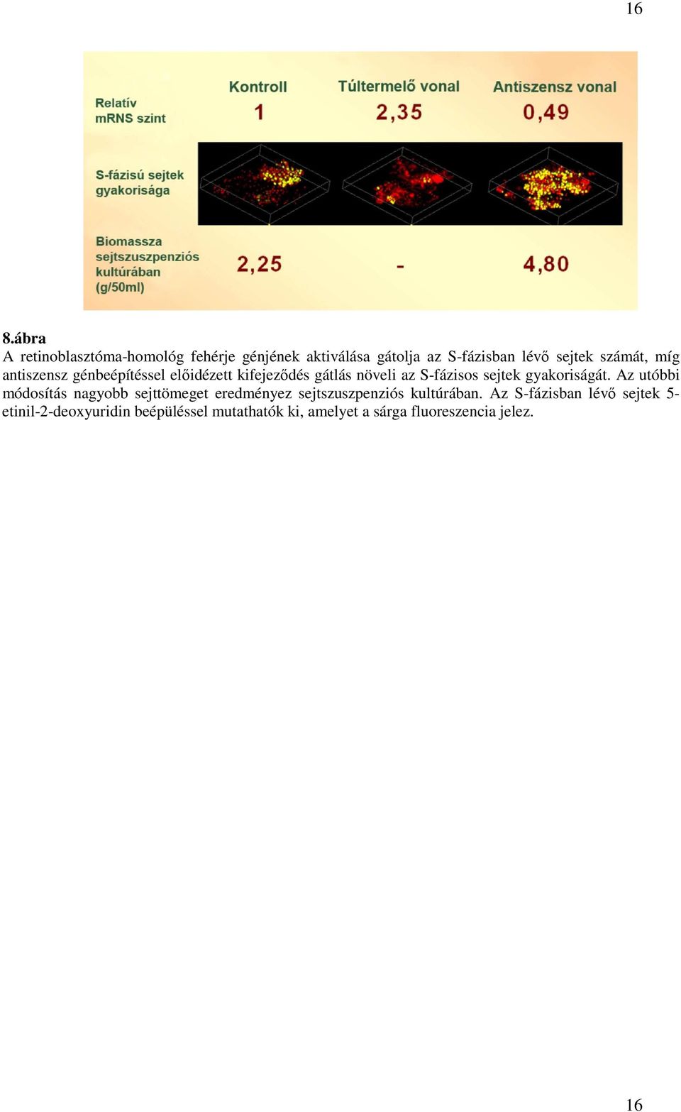 gyakoriságát. Az utóbbi módosítás nagyobb sejttömeget eredményez sejtszuszpenziós kultúrában.