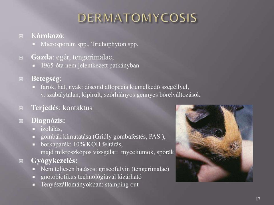 szabálytalan, kipirult, szőrhiányos gennyes bőrelváltozások Terjedés: kontaktus Diagnózis: izolálás, gombák kimutatása (Gridly