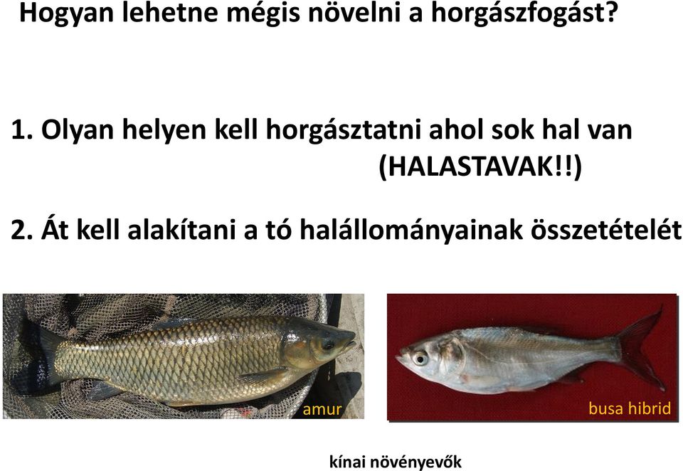 (HALASTAVAK!!) 2.