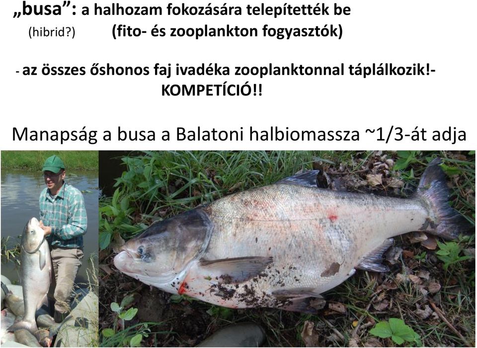 őshonos faj ivadéka zooplanktonnal táplálkozik!