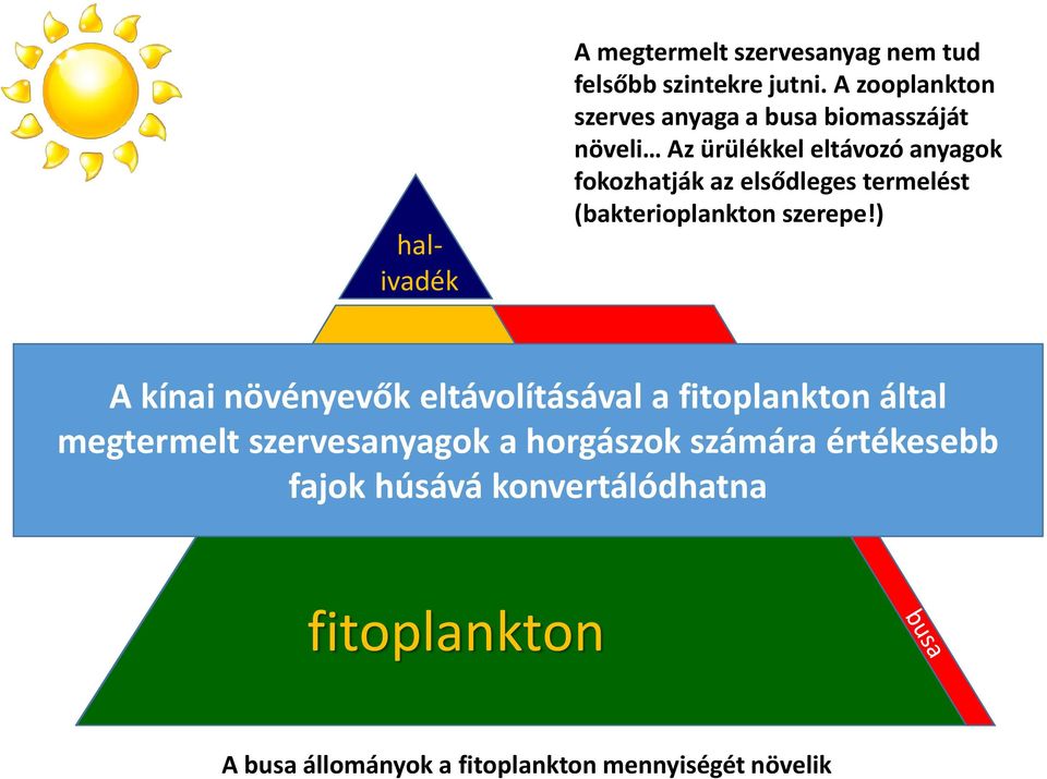 termelést (bakterioplankton szerepe!