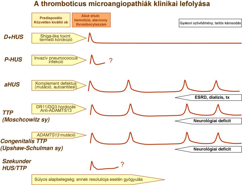 ahus Komplement defektus (mutáció, autoantitest) ESRD, dialízis, tx TTP (Moschcowitz sy) DR11/DQ3 hordozás Anti-ADAMTS13 Neurológiai