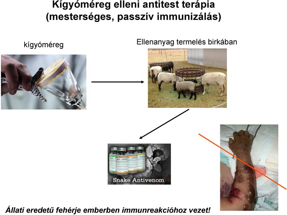 kígyóméreg Ellenanyag termelés birkában