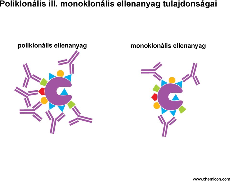 tulajdonságai poliklonális