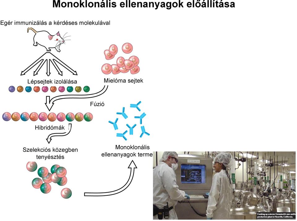 izolálása Mielóma sejtek Fúzió Hibridómák
