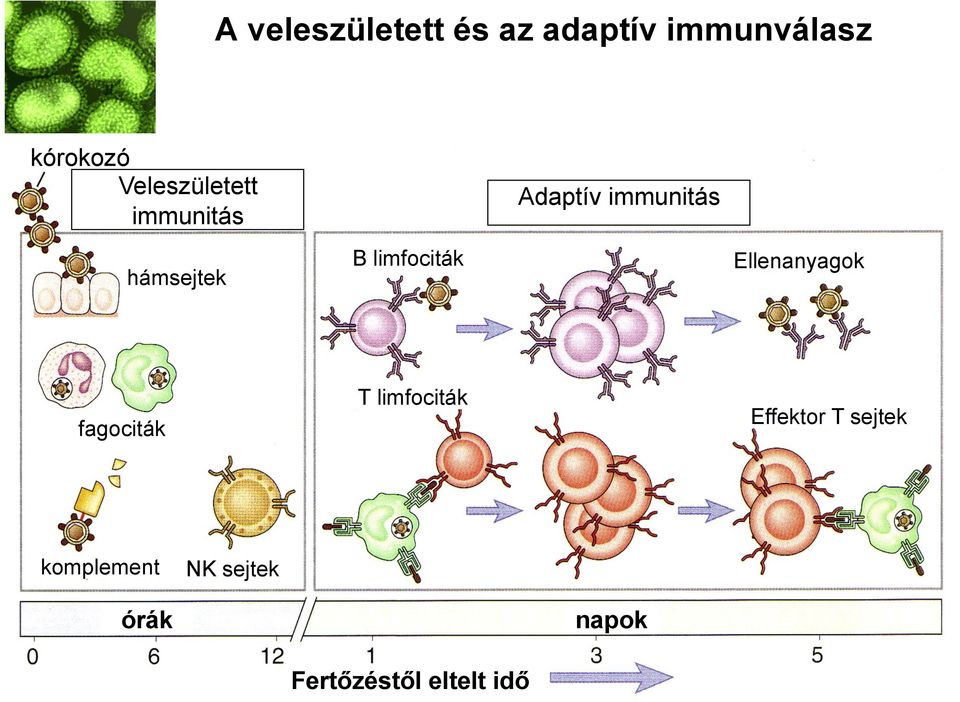 immunitás Ellenanyagok fagociták T limfociták Effektor