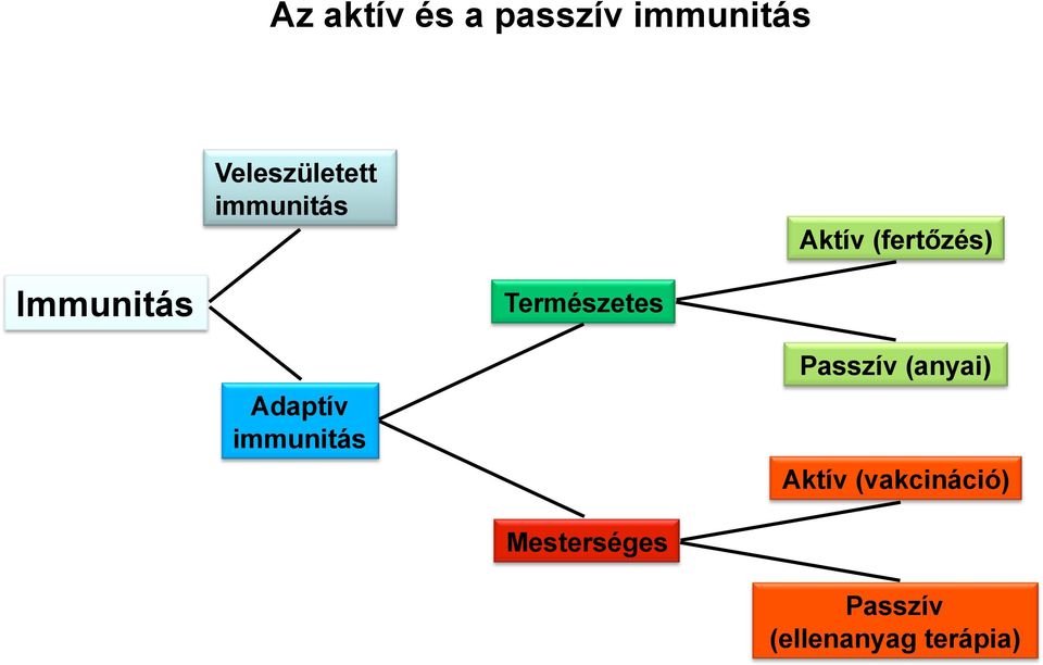 Természetes Adaptív immunitás Passzív (anyai)