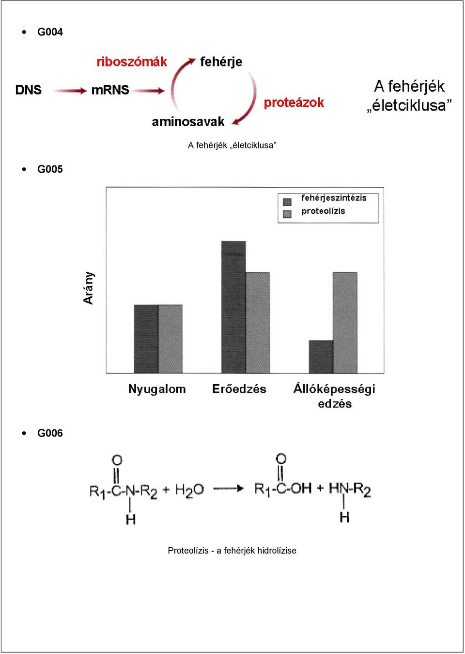 G006 Proteolízis -