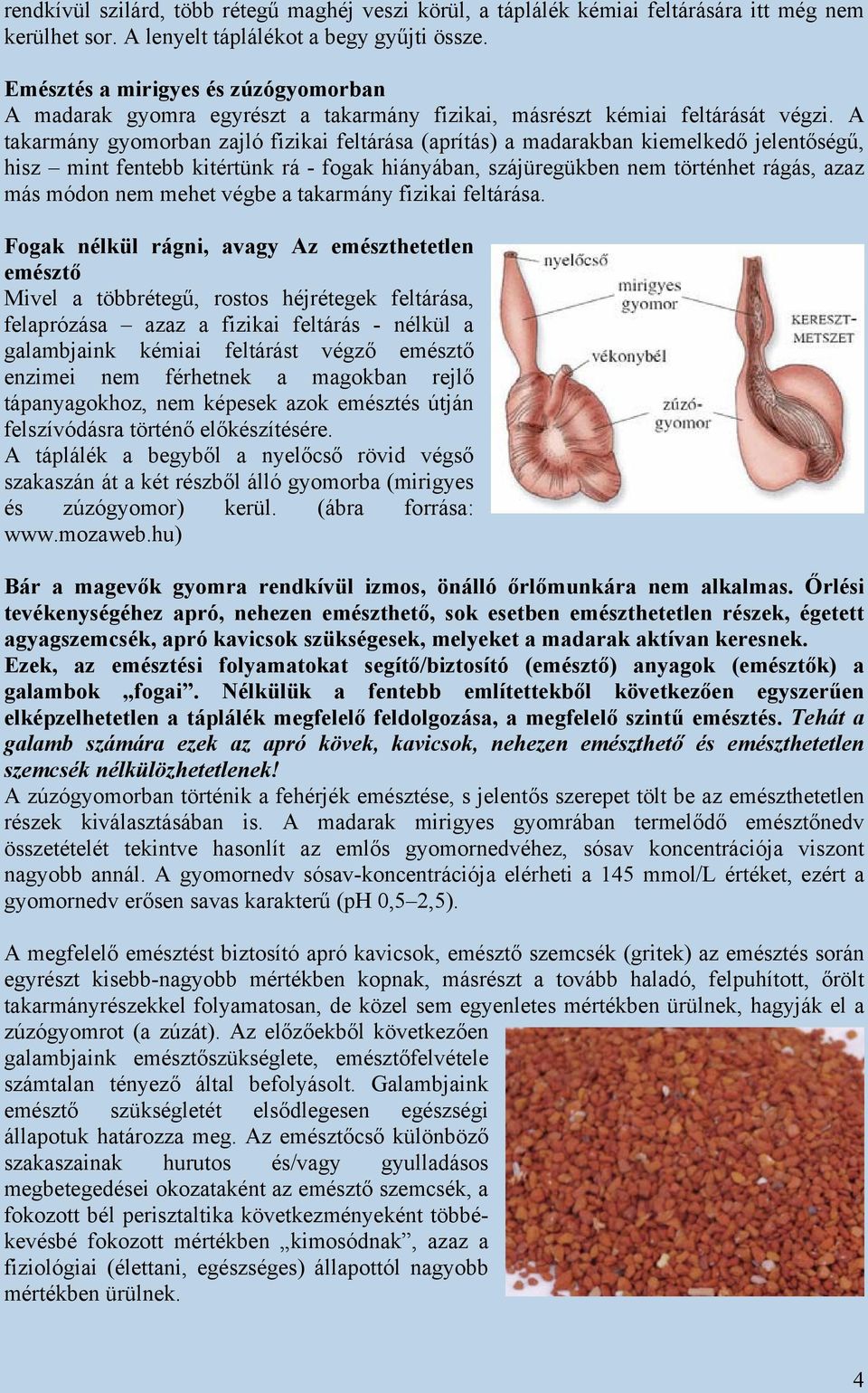 A takarmány gyomorban zajló fizikai feltárása (aprítás) a madarakban kiemelkedő jelentőségű, hisz mint fentebb kitértünk rá - fogak hiányában, szájüregükben nem történhet rágás, azaz más módon nem