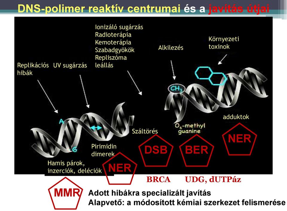 toxinok adduktok Pirimidin dimerek Hamis párok, inzerciók, deléciók MMR ER Száltörés DSB BRCA