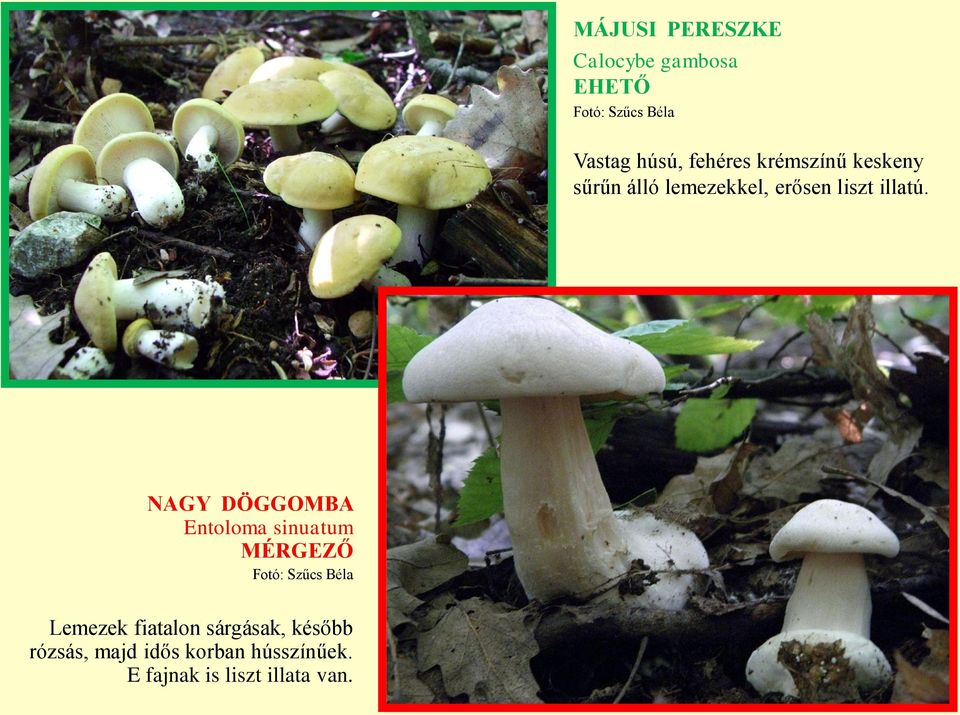 NAGY DÖGGOMBA Entoloma sinuatum Fotó: Szűcs Béla Lemezek fiatalon