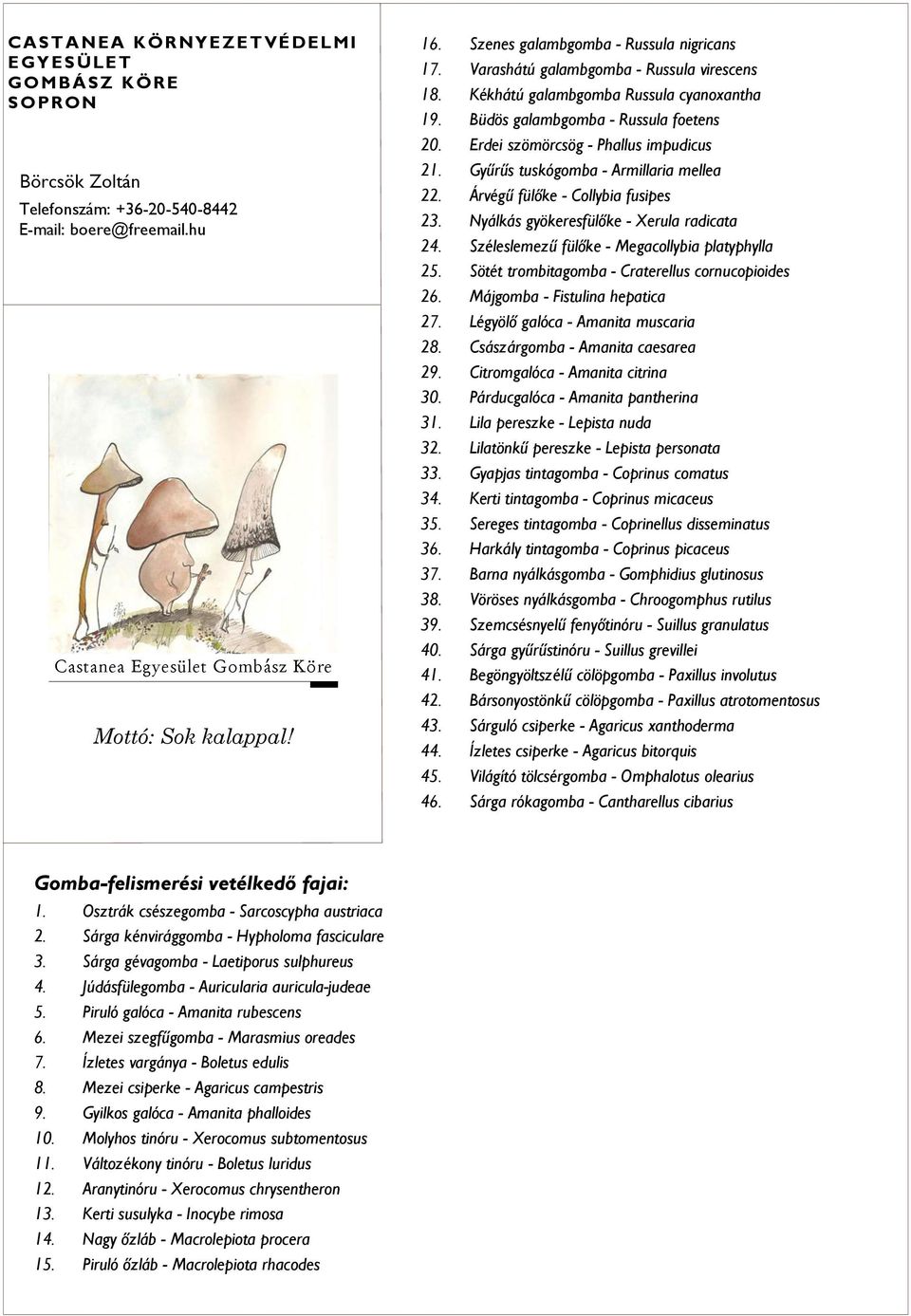 Erdei szömörcsög - Phallus impudicus 21. Gyűrűs tuskógomba - Armillaria mellea 22. Árvégű fülőke - Collybia fusipes 23. Nyálkás gyökeresfülőke - Xerula radicata 24.