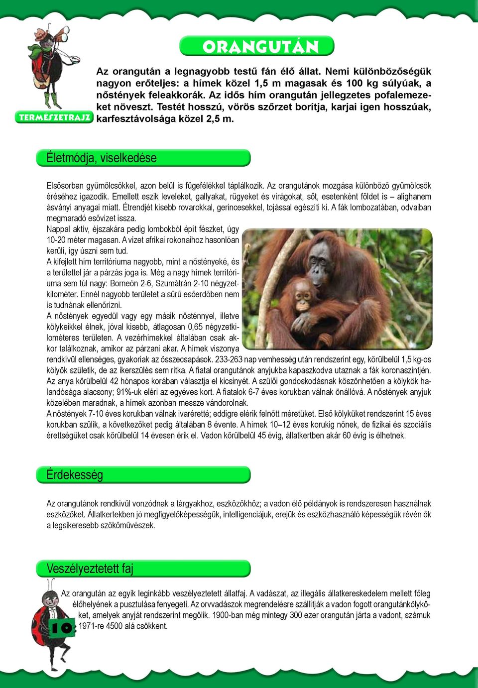 Életmódja, viselkedése Elsősorban gyümölcsökkel, azon belül is fügefélékkel táplálkozik. Az orangutánok mozgása különböző gyümölcsök éréséhez igazodik.