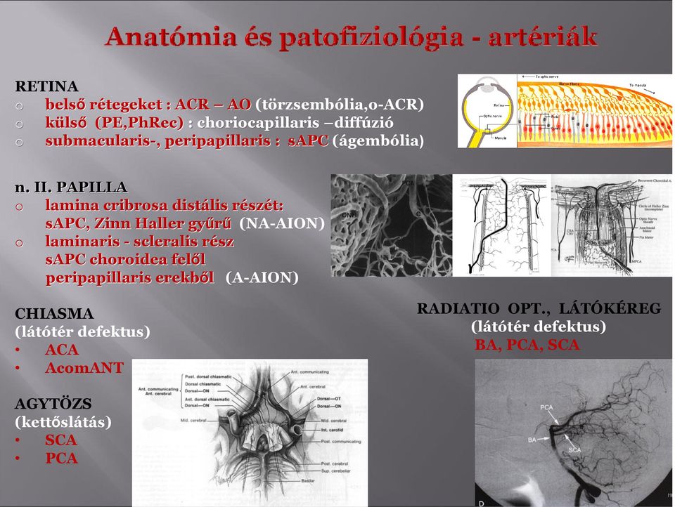 PAPILLA lamina cribrsa distális részr szét: sapc, Zinn Haller gyűrű (NA-AION) laminaris - scleralis részr