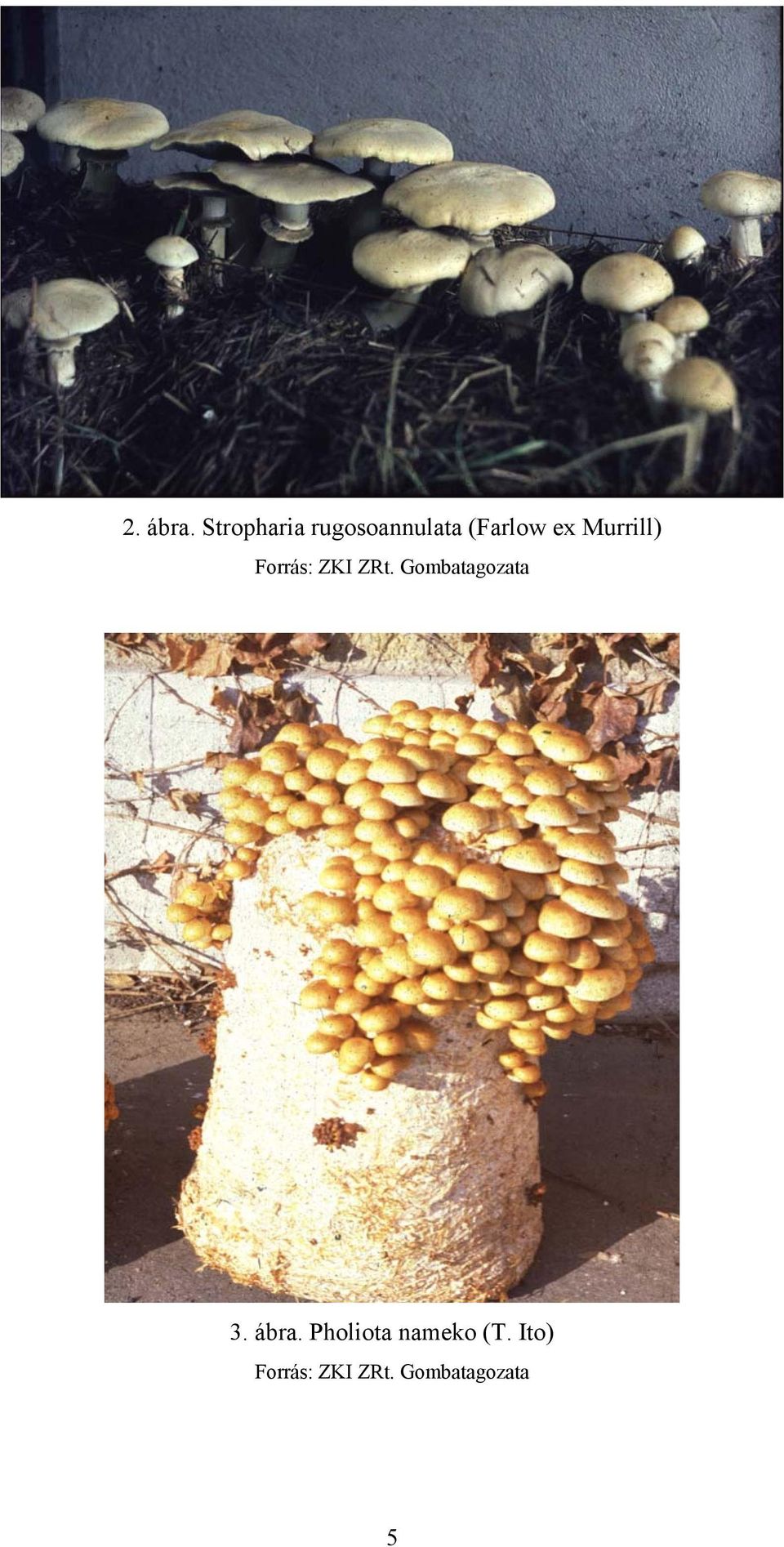 Murrill) Forrás: ZKI ZRt.