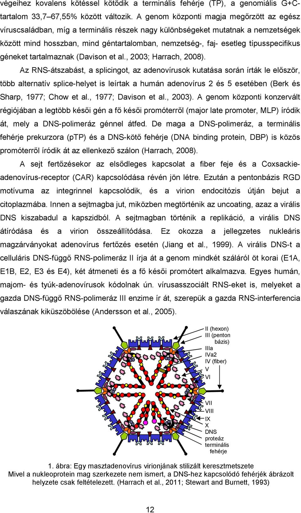 típusspecifikus géneket tartalmaznak (Davison et al., 2003; Harrach, 2008).