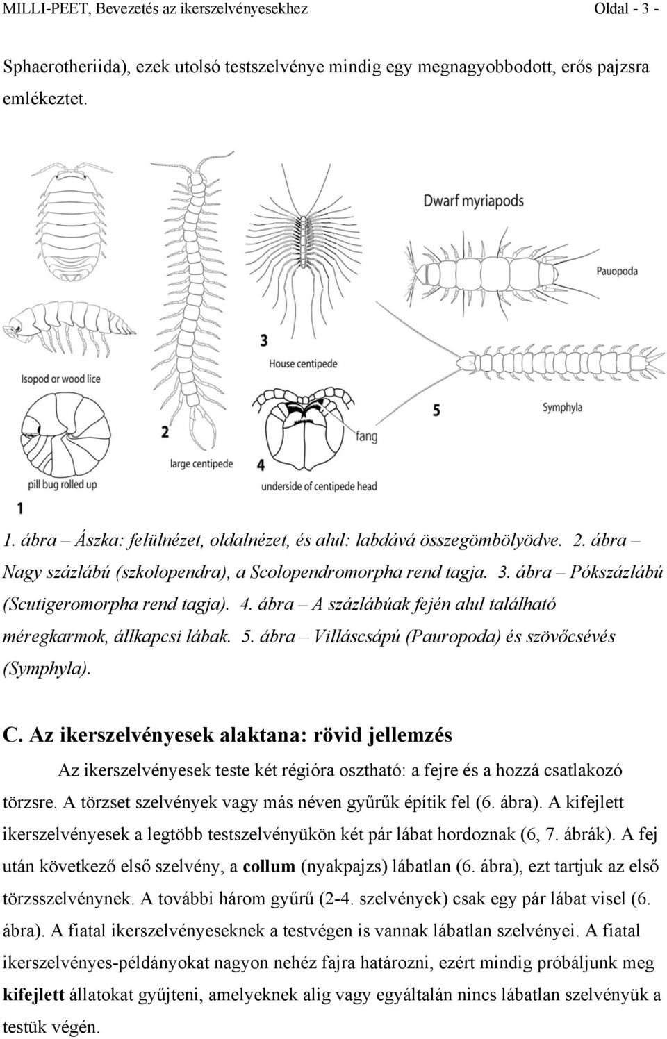 ábra A százlábúak fején alul található méregkarmok, állkapcsi lábak. 5. ábra Villáscsápú (Pauropoda) és szövőcsévés (Symphyla). C.