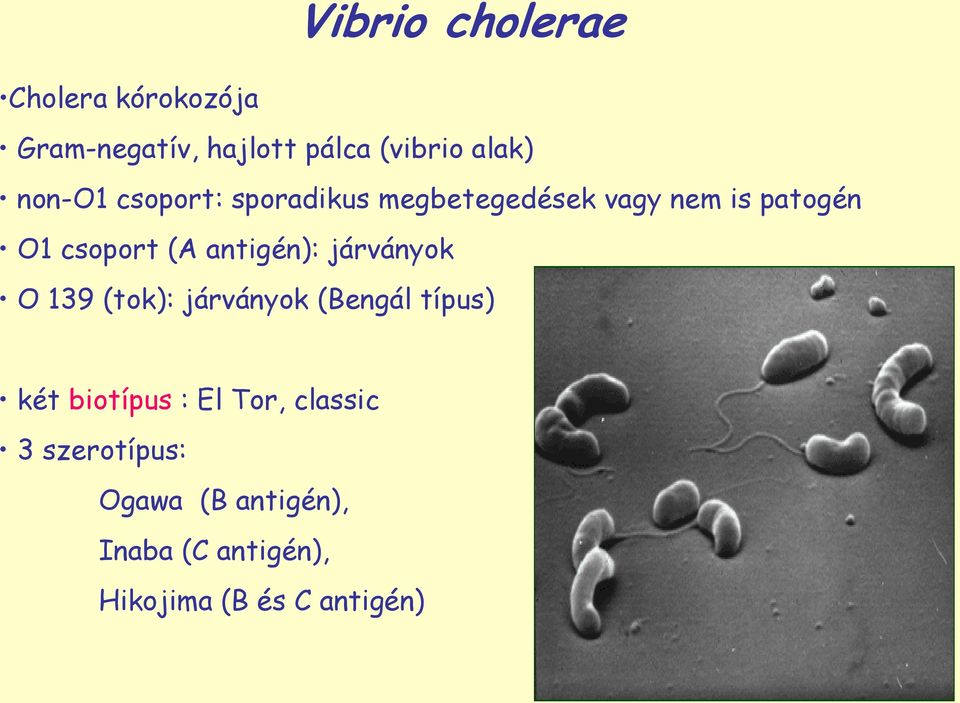 antigén): járványok O 139 (tok): járványok (Bengál típus) két biotípus : El