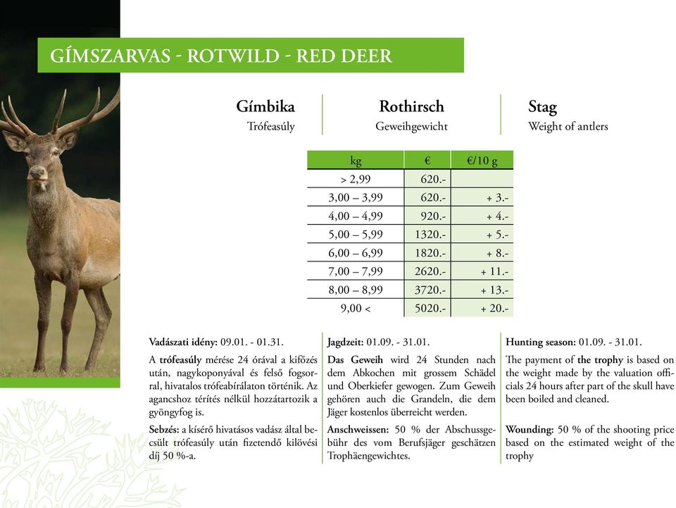 - 01.31. Jagdzeit: 01.09. - 31.01. Hunting season: 01.09. - 31.01. A trófeasúly mérése 24 órával a kifőzés után, nagykoponyával és felső fogsor- ral, hivatalos trófeabírálaton történik.