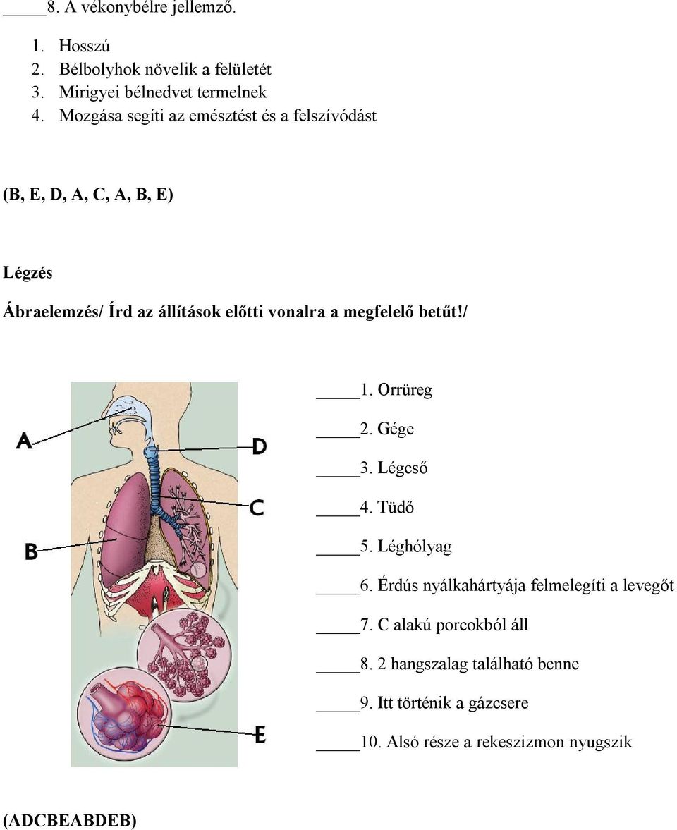 vonalra a megfelelő betűt!/ 1. Orrüreg 2. Gége 3. Légcső 4. Tüdő 5. Léghólyag 6.