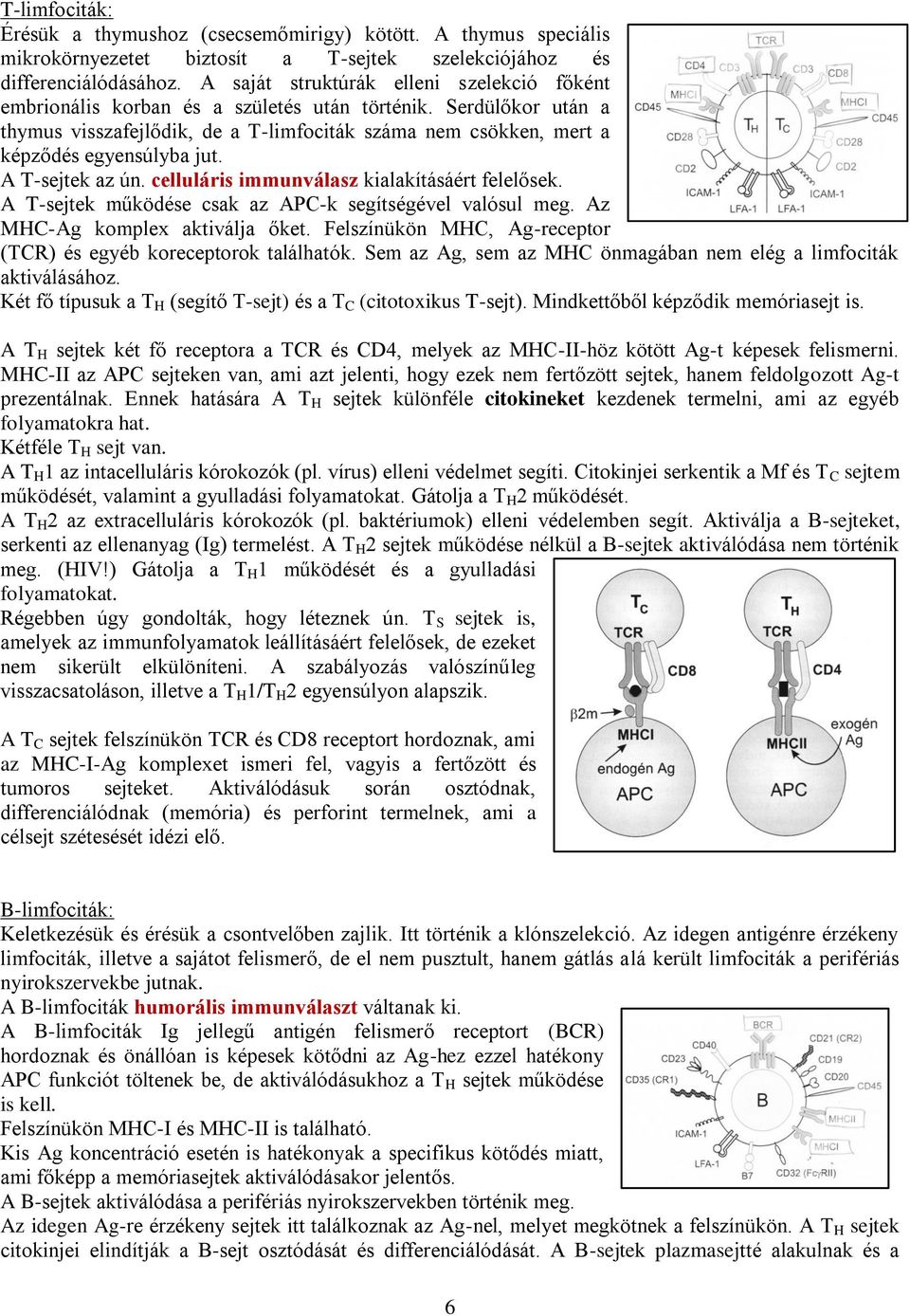 Serdülőkor után a thymus visszafejlődik, de a T-limfociták száma nem csökken, mert a képződés egyensúlyba jut. A T-sejtek az ún. celluláris immunválasz kialakításáért felelősek.