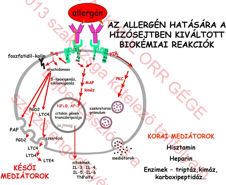 LTC4 NFκB, AP-1 citokin gének transzkripciója szekretoros granulum PAF PGD2 LTC4 LTD4 szekréció LTE4 KÉSŐI MEDIÁTOROK