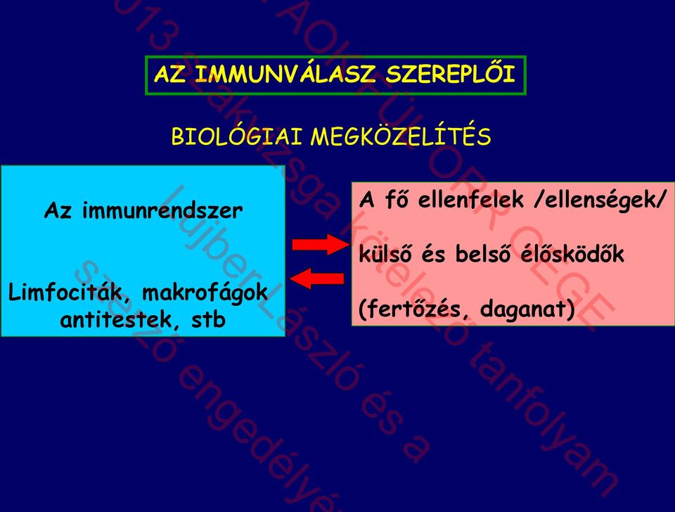 ellenfelek /ellenségek/ Limfociták,