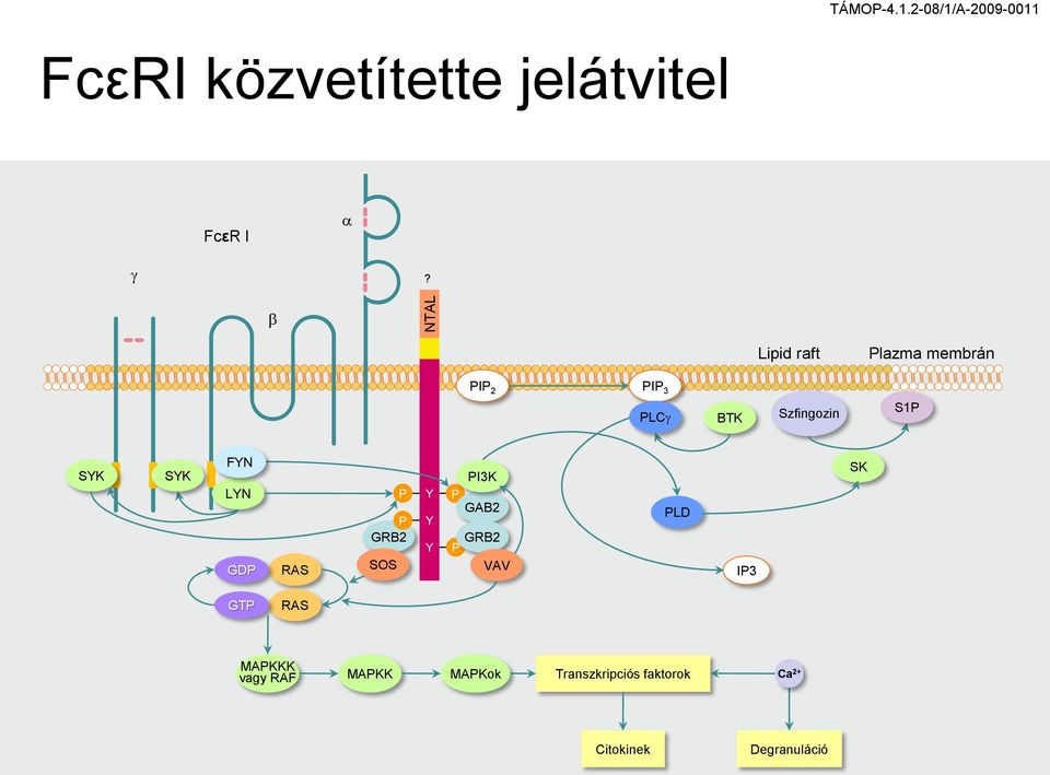b Lipid raft lazma membrán I 2 I 3 LC BTK Szfinozin S1 FY SYK SYK