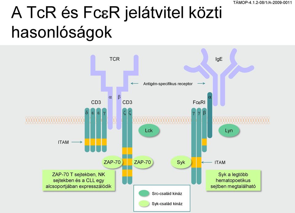 z b Lck Lyn ITAM ZA-70 ZA-70 Syk ITAM ZA-70 T sejtekben, K sejtekben és a CLL ey