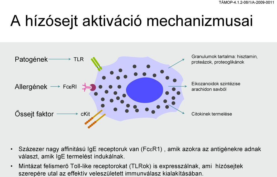 Allerének FceRI Eikozanoidok szintézise arachidon savból Őssejt faktor ckit Citokinek termelése Százezer nay affinitású IE