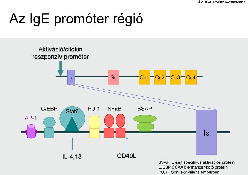 reszponzív promóter Ie Se Ce1 Ce2 Ce3 Ce4 A-1 C/EB Stat6 U.