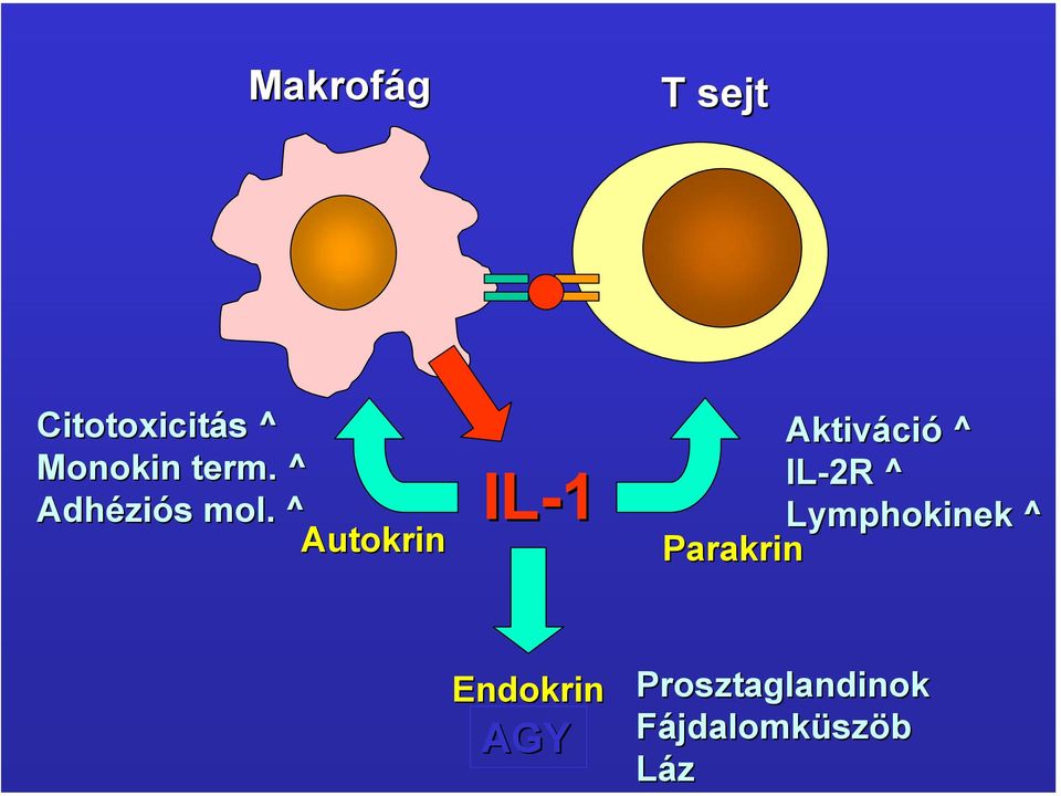 ^ Autokrin IL-1 Aktiváció ^ IL-2R ^