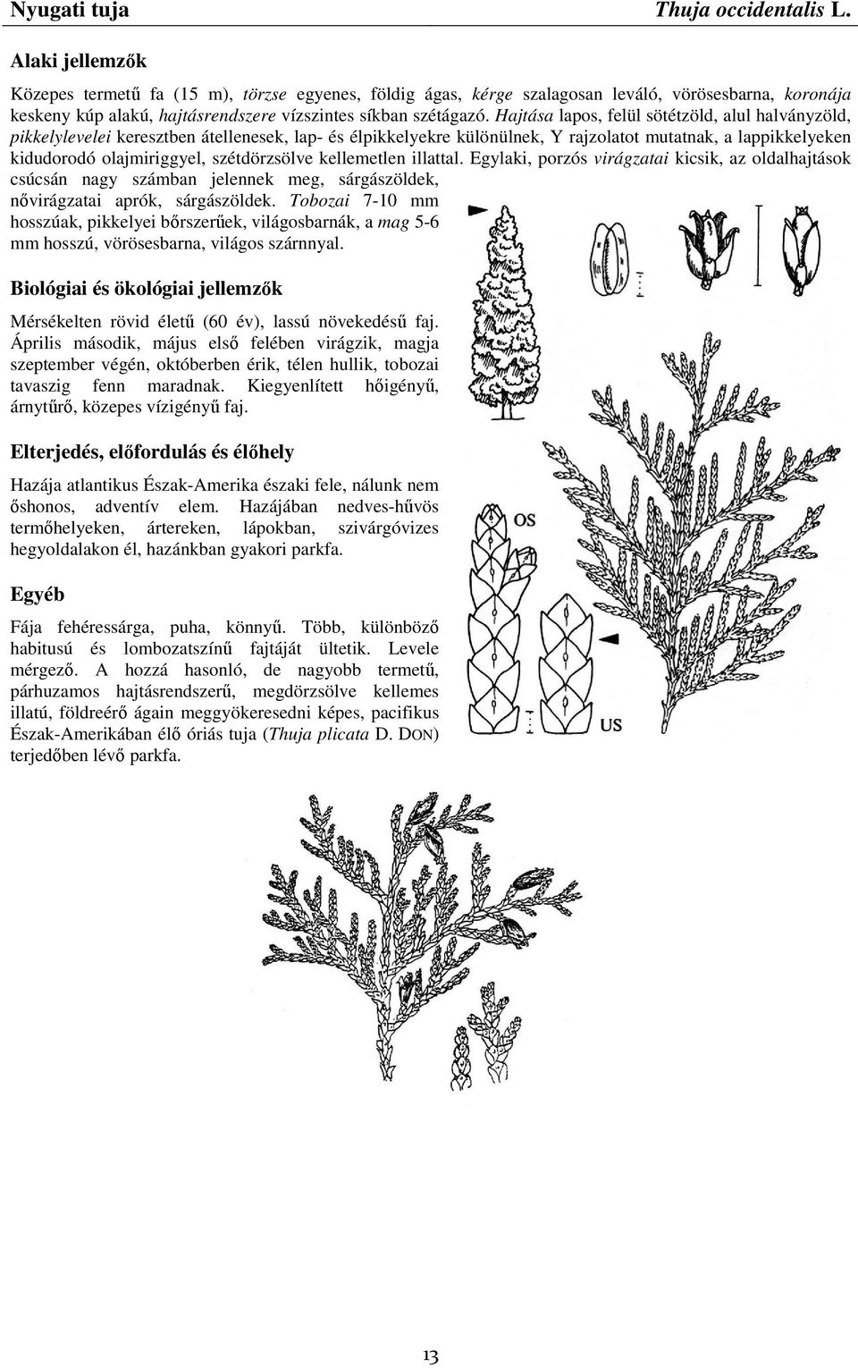 Hajtása lapos, felül sötétzöld, alul halványzöld, pikkelylevelei keresztben átellenesek, lap- és élpikkelyekre különülnek, Y rajzolatot mutatnak, a lappikkelyeken kidudorodó olajmiriggyel,